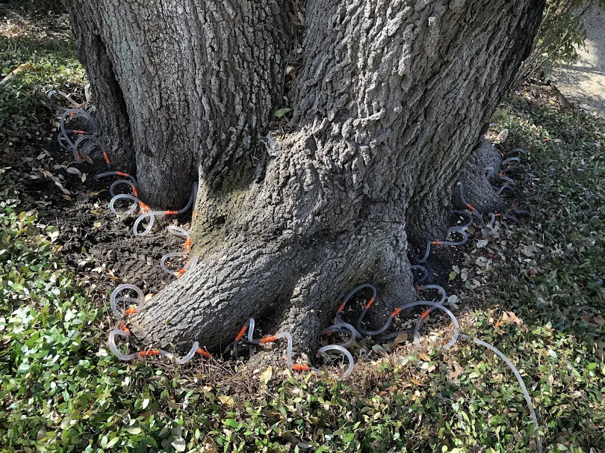 Detailed Tree Cabling and Bracing job site in Thompson Falls