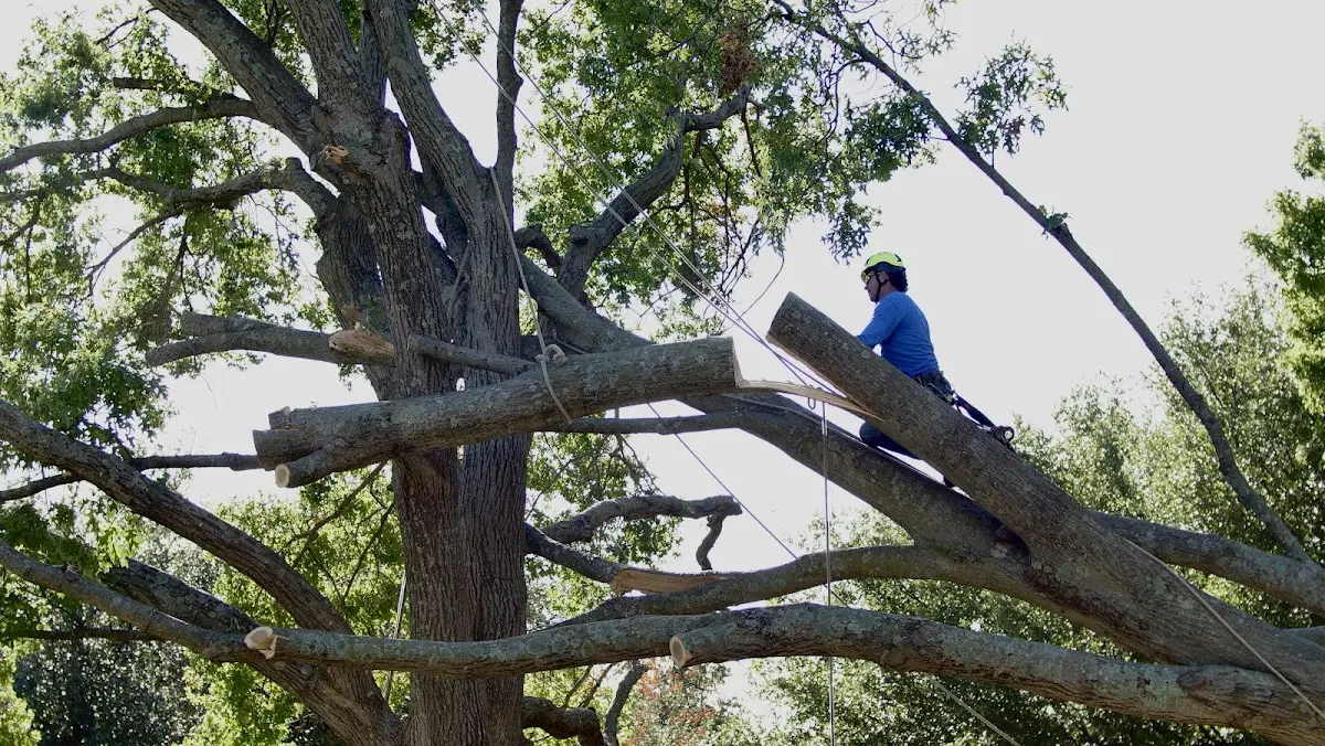 Professional Crown Thinning performed by certified arborists in Thompson Falls